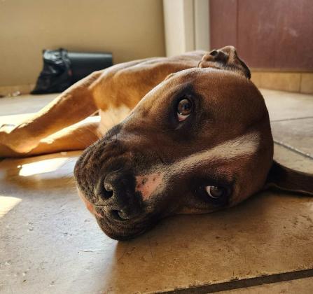 Pet of the Week Meet Diesel