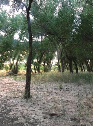 Southwest Yard &amp; Garden; Myth Busters: Is cottonwood fluff an allergen? And Do Irises use too much water?