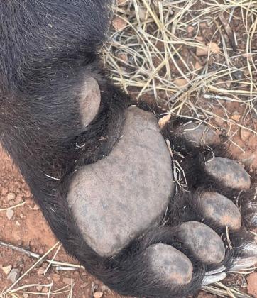 Bear Killed