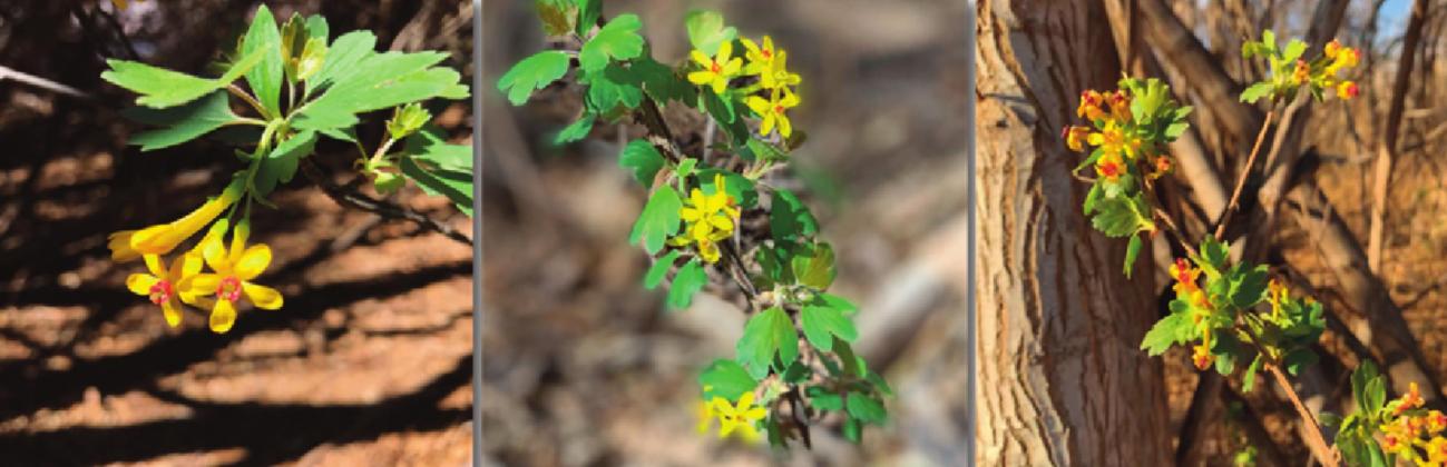 Golden currants (Ribes aureum) in bloom in the Los Lunas bosque on April 7, 2019 (left), March 25, 2020 (middle), and April 5, 2021 (right). M. Thompson courtesy photo