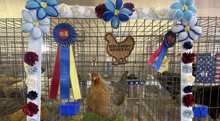 Edea Graham’s poultry entry earned Best of Show honors at the 57th Annual Cibola-McKinley Bi-County Fair in Prewitt. Graham represented Red Rock 4-H. Courtesy Photo