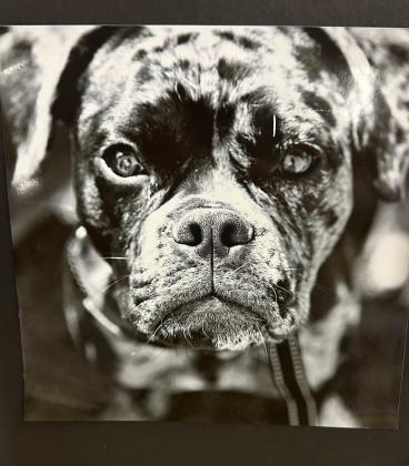 Skye Walker earned first place in the black-and-white animal photography division with this portrait of a dog at the 57th Annual Bi-County Fair. Diego Lopez - CC