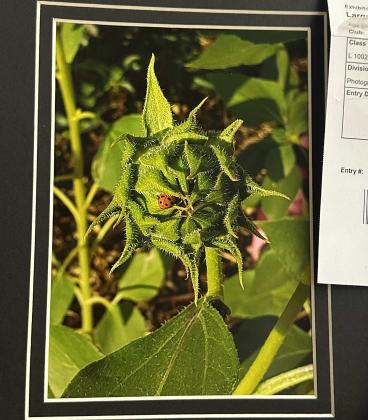 Patricia Largo received first place in the color photography division for this image of a ladybug resting on a plant during the 57th Annual Bi-County Fair. Diego Lopez - CC