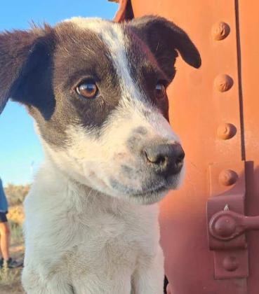 Pet of the Week Meet Chaco