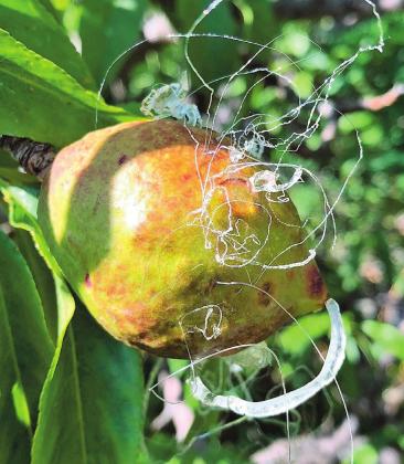 Southwest Yard &amp; Garden; Nectarine sap exudate from tiny holes in peel created bizarre formation