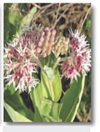Showy Milkweed Flower