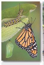 Butterfly Gardens