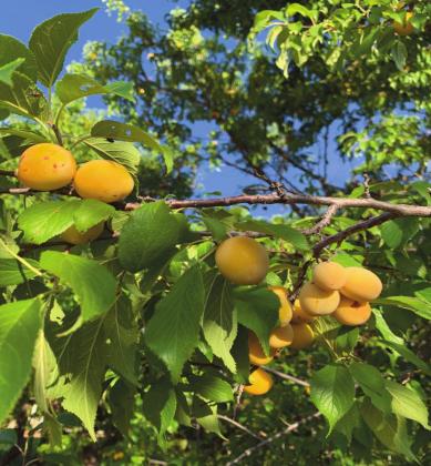 ‘Prairie Red’ plums ripening at the NMSU Agricultural Science Center at Los Lunas on July 29, 2021. Marisa Thompson courtesy photo