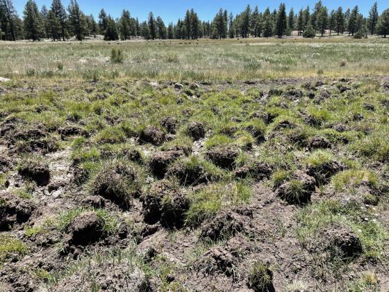 ShushKin_Hummocks: US Forest Service photo: Mount Taylor Ranger District – Shush Kin Fen – (Hummocks caused by vegetation loss and soil erosion within the Shush Kin Fen.) – 2023