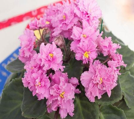 Neon Carnation