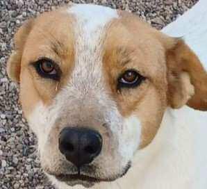 Pet of the Week Meet Murphy