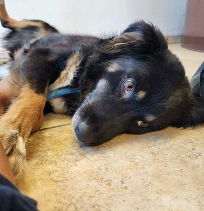 Pet of the Week Meet Shadow