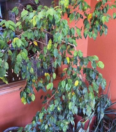 Ficus trees are famous for stressing out and dropping leaves all over the place. P. Kircher