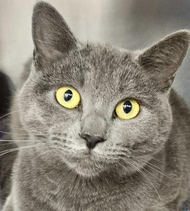 Pet of the Week