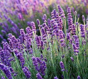 LAVENDER
