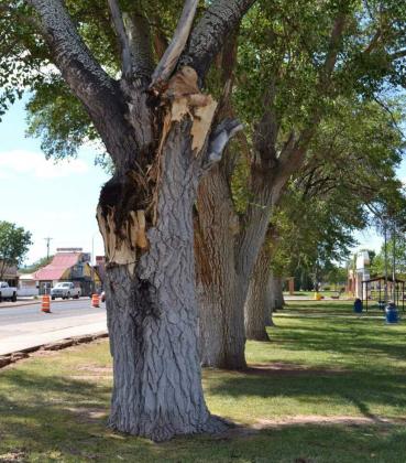 The tree at the east corner of Fire and Ice Park Kathryn Marmon - CC