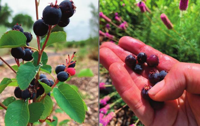 Western serviceberries at the NMSU Agricultural Science Center at Los Lunas on June 25, 2021. Marisa Thompson Courtesy photo
