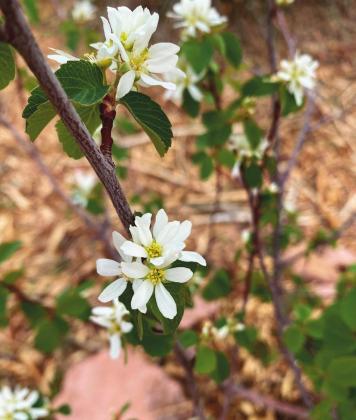 Utah serviceberry flowers in Albuquerque. Elliott Gordon Courtesy photo