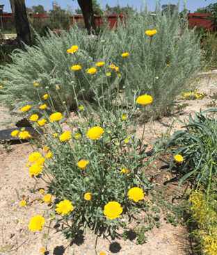 Desert Marigold and Sand Sage