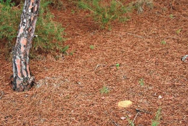 Southwest Yard &amp; Garden; Falling pine needles and moving roses