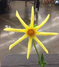 Orchid Dahlia