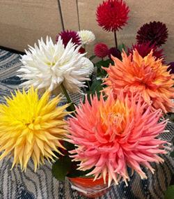 Cactus Dahlias