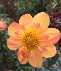 Collarette Dahlia