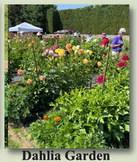 Dahlia Garden
