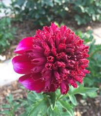 Anemone Dahlia