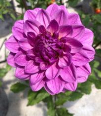 Waterlily Dahlia