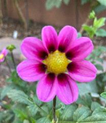 Single Petal Dahlia