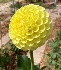Ball Dahlia