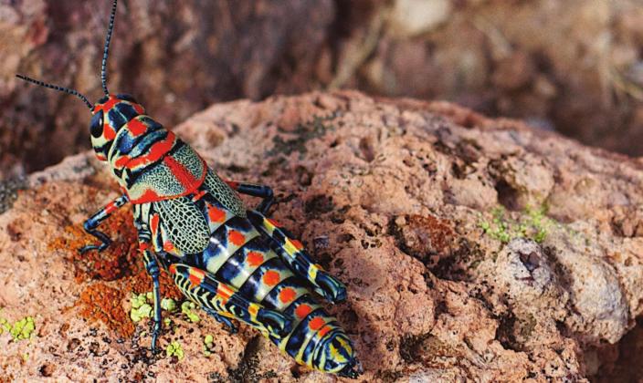 This colorful rainbow grasshopper (Dactylotum bicolor) can be easy to find in desert grassland areas, but is not considered to be an economically important pest in our region. Alan Levine Courtesy photo