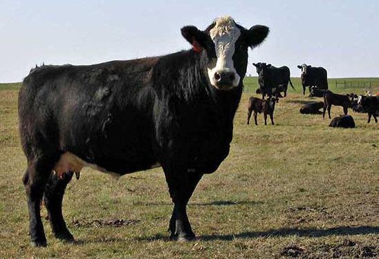 Annual Food and Agriculture Industry Study Highlights Critical Role of Food &amp; Ag Sectors in Bolstering the U.S. Economy