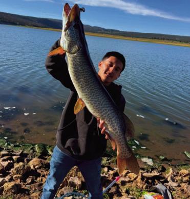 Emilio Hernandez caught a large tiger muskie using swim baits on Sept. 12. Courtesy Photo