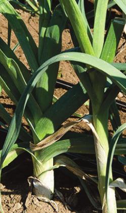 Leeks Courtesy photo