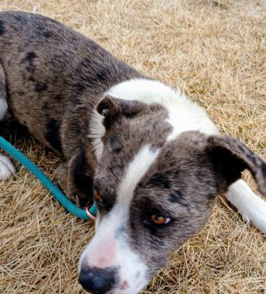 Pet of the Week