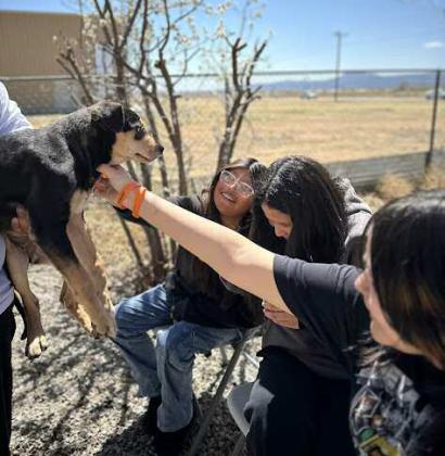 Ms. Habiger’s 7th-grade Life Science students at Los Alamitos Middle School visited the Grants Animal Care Center on April 10, 2025, to learn more about what life is like for shelter dogs. Students learned about the background of several shelter dogs and their behaviors to create a community-awareness project to help those shelter dogs find homes. Keep an eye out for student adoption letters on behalf of the dogs throughout several local Grant businesses. Courtesy Photo