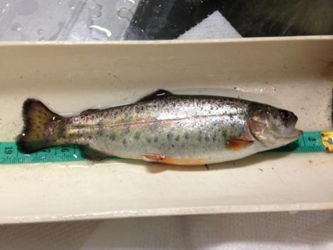 A recently stocked triploid rainbow trout, measuring just over 10 inches, awaits release into Cibola County waters. Sterile and fast-growing, triploid trout like this one are ideal for recreational fishing and resource management. Courtesy Photo