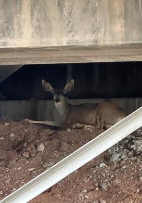 Peacefully under an Interstate 40 underpass in rural Cibola County, this deer, affectionately known as Bridgette, rests and enjoys the summer shade. Diego Lopez - CC