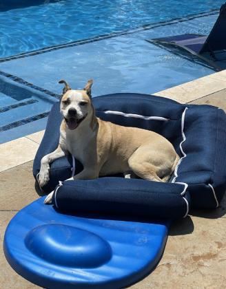 Keep Summer Fun &amp; Safe for Pets With These Tips from the TurfMutt Foundation