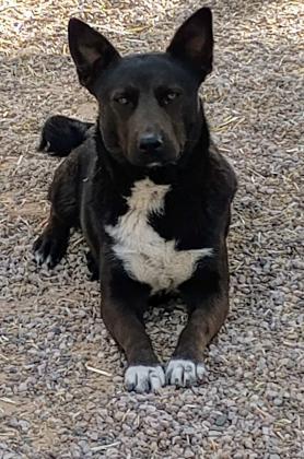 Pet of the Week