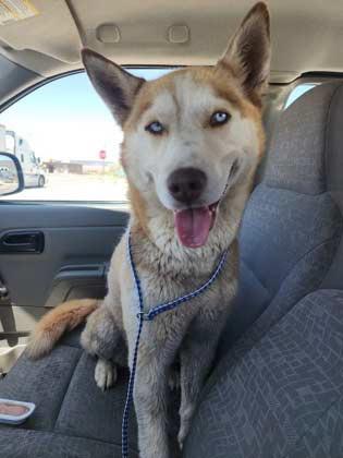 Pet of the Week