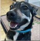 Pet of the Week