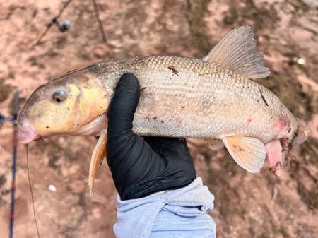 Rose Sanders caught two channel catfish — a 15incher and an 18-incher — as well as an 18-inch carp using worms on July 2. Courtesy Photo