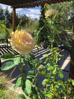 Southwest Yard &amp; Garden; Pruning roses in summer