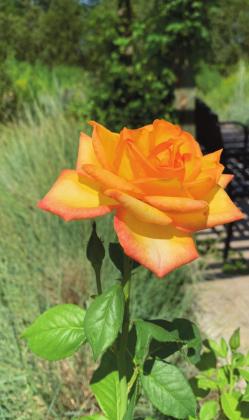 Southwest Yard &amp; Garden; Pruning roses in summer
