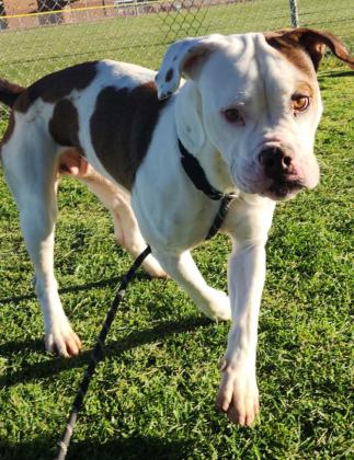 GrantsAnimal Care Center 722 Sakelares Boulevard