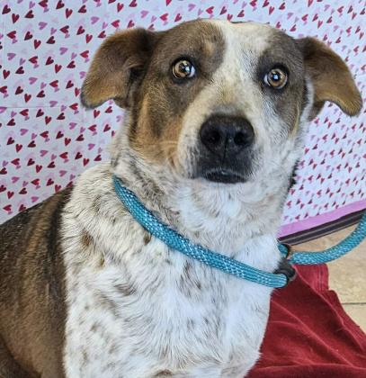 Pet of the Week Meet Venus