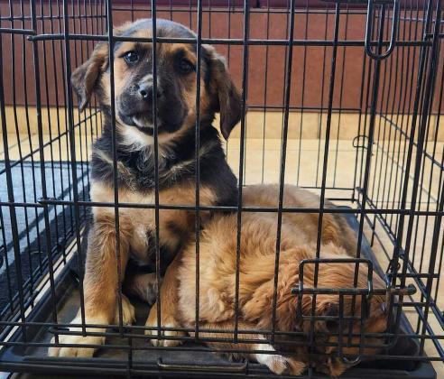 Support Your Local Animal Shelter